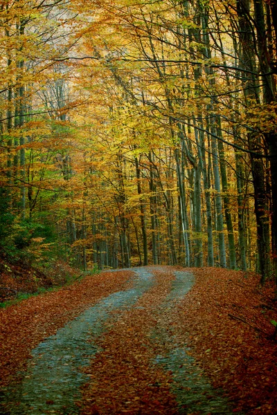 Gebogen weg in herfst bos — Stockfoto