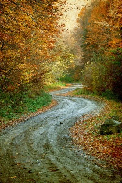 在秋天的森林弯道 — 图库照片