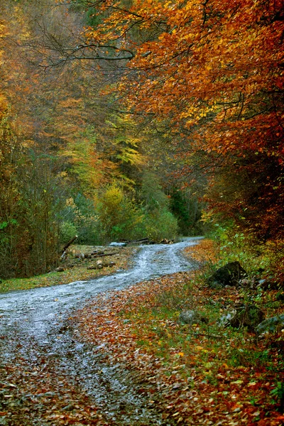 Točitou cestou v podzimním lese — Stock fotografie