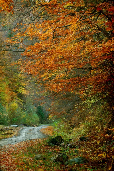 Gebogen weg in herfst bos — Stockfoto