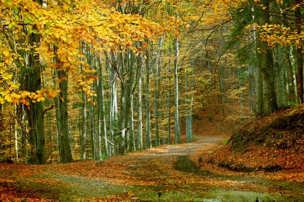 Kurvenreiche Straße im Herbstwald — Stockfoto