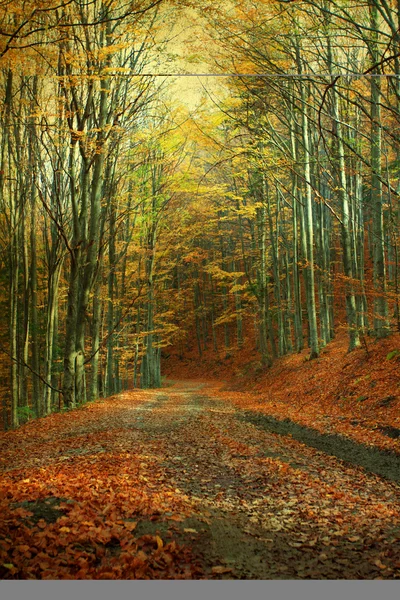 Camino curvo en bosque otoñal — Foto de Stock