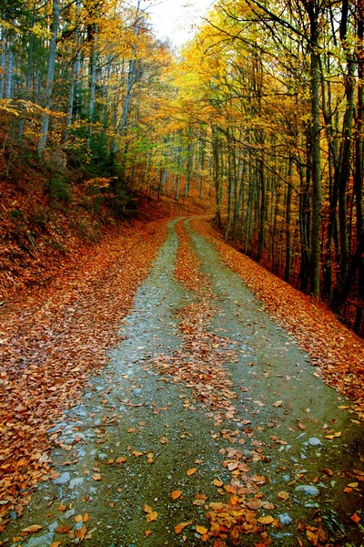 Kurvenreiche Straße im Herbstwald — Stockfoto