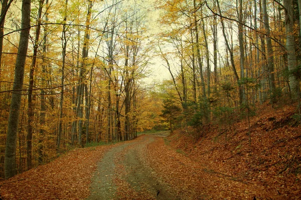 Kurvenreiche Straße im Herbstwald — Stockfoto