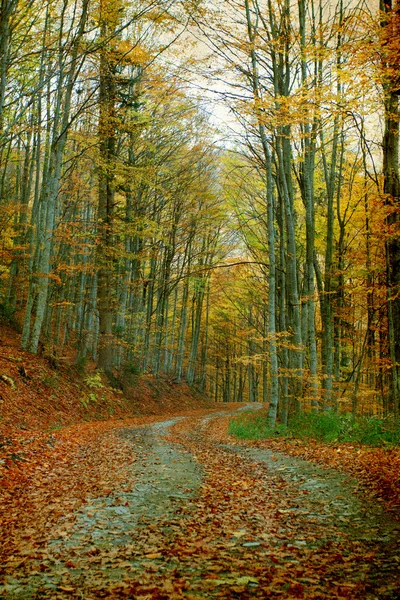 Kurvenreiche Straße im Herbstwald — Stockfoto