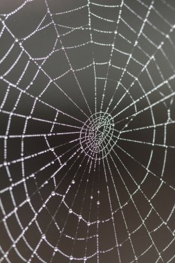 Su damlalı örümcek ağı
