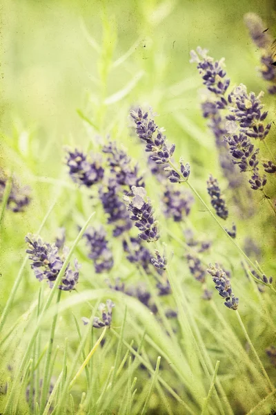 Lavender di lapangan — Stok Foto