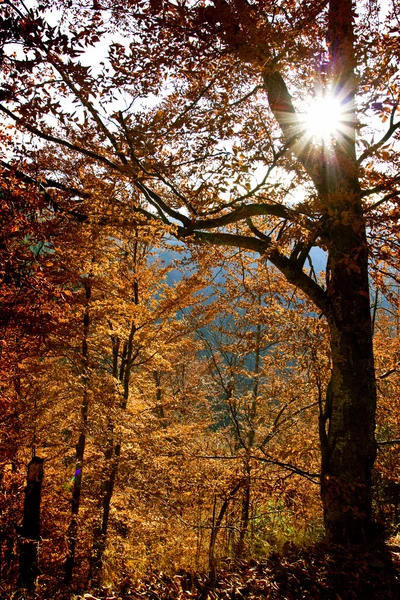 Floresta de outono — Fotografia de Stock