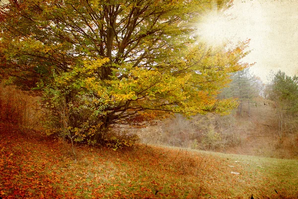 Herfstbos — Stockfoto