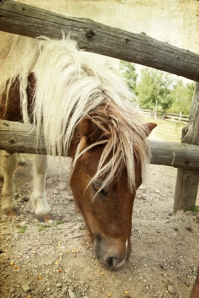 Pony en la granja — Foto de Stock