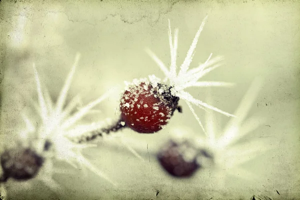 Frosen Hagebuttenbeeren — Stockfoto