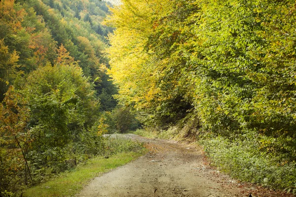 Zandweg in herfstbos — Stockfoto