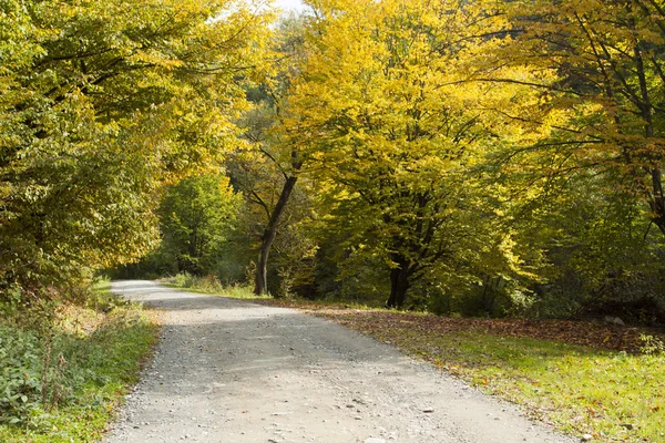 Camino de tierra en bosque de otoño —  Fotos de Stock