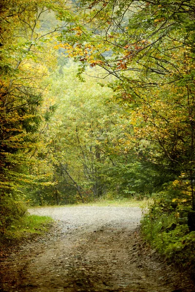 Zandweg in herfstbos — Stockfoto