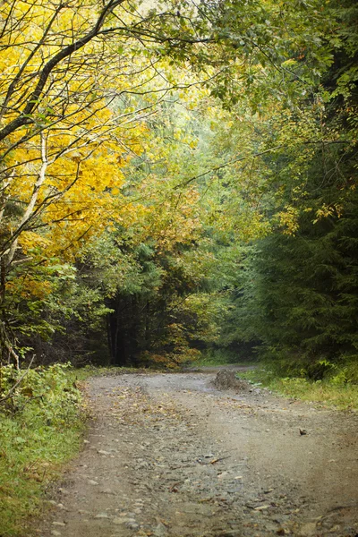 Droga gruntowa w jesiennym lesie — Zdjęcie stockowe