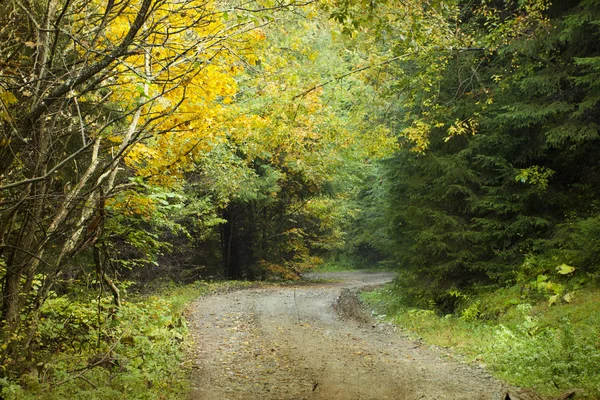 Strada sterrata nella foresta autunnale — Foto Stock