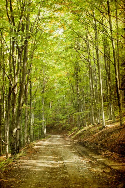 Strada sterrata nella foresta autunnale — Foto Stock