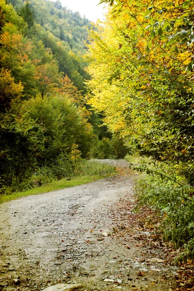 Zandweg in herfstbos — Stockfoto