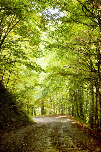 Zandweg in herfstbos — Stockfoto