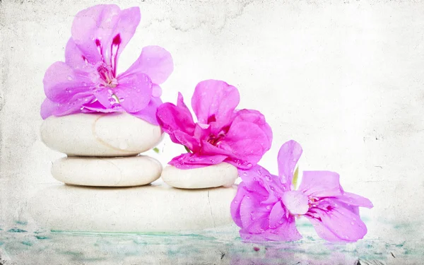 Spa stones and pink flower — Stock Photo, Image
