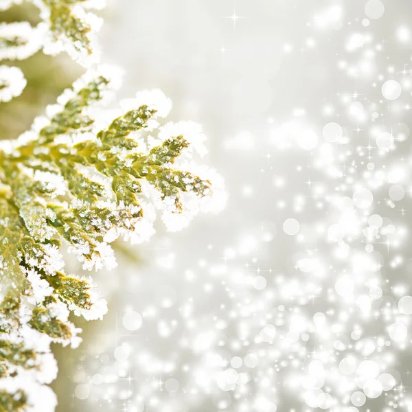 Close up on Christmas tree — Stock Photo, Image