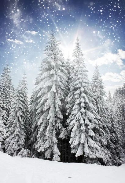 Fond de Noël avec sapins neigeux — Photo