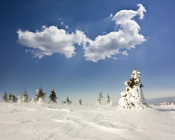 Karlı köknar ağaçları ile Noel arkaplanı — Stok fotoğraf