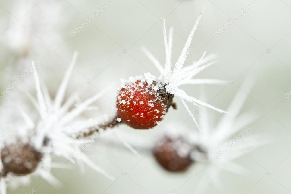 Frozen rose bud with ice crystals