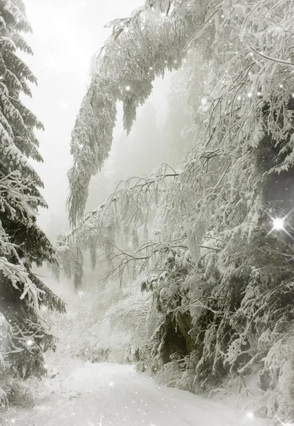 雪のモミの木とクリスマスの背景 — ストック写真