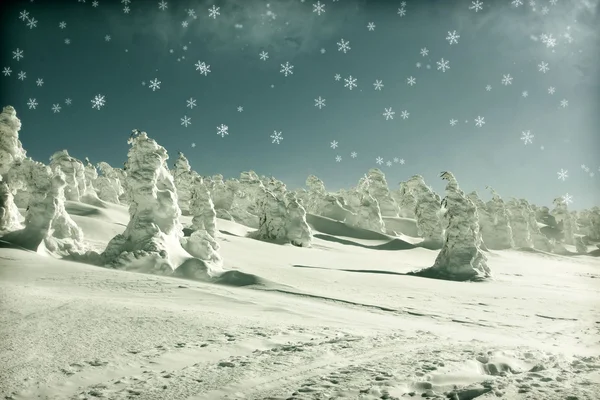 Sfondo natalizio con abeti innevati — Foto Stock