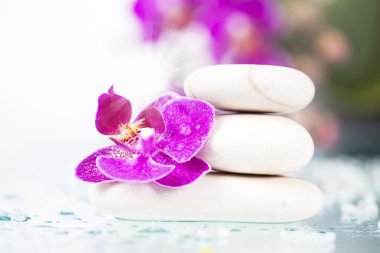 Orkide çiçek ve zen taşlar