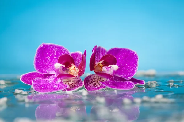 Twee paarse orchideeën — Stockfoto