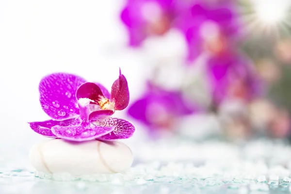 Орхідея квітка і дзен камінь — стокове фото