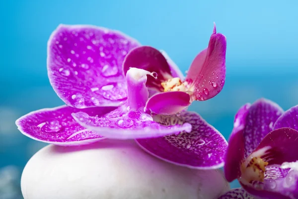 Flores de orquídeas e pedra zen — Fotografia de Stock