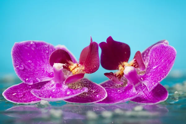 Twee paarse orchideeën — Stockfoto