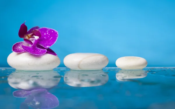 Orchid flowers and  zen stone — Stock Photo, Image