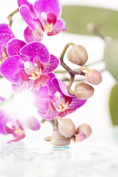 Flowers on white zen stones — Stock Photo, Image