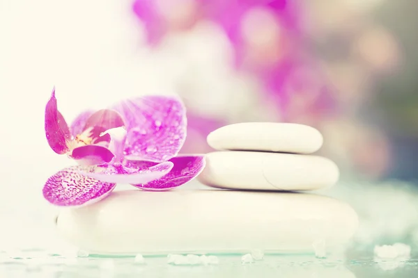 Orchid flower and  zen stones — Stock Photo, Image