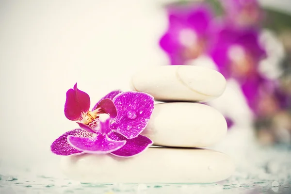 Орхідея квітка і дзен камені — стокове фото