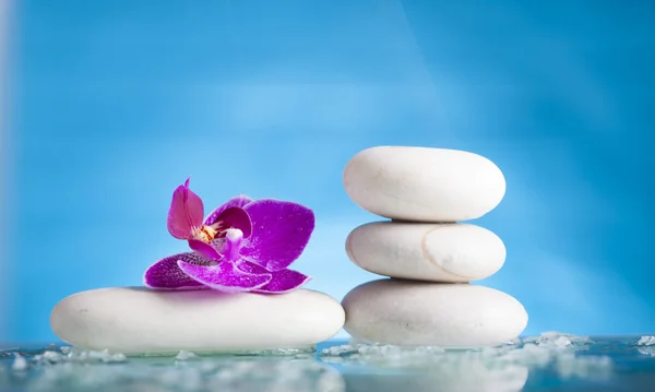Orchid flower and  zen stones — Stock Photo, Image