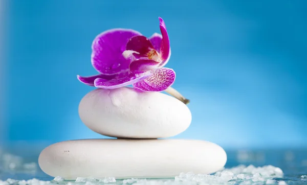 Orchidea virág és a zen kő — Stock Fotó