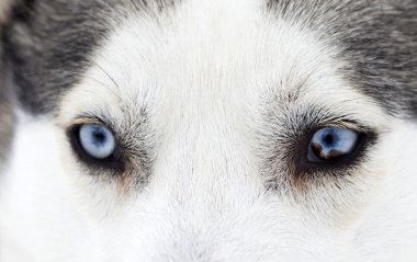 husky köpek mavi gözlerin yakın çekim shot