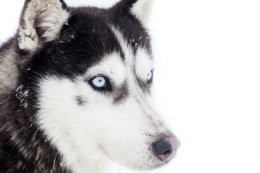 Husky köpek portre