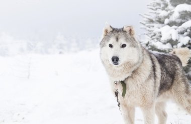 Sibirya Husky köpek içinde belgili tanımlık kar