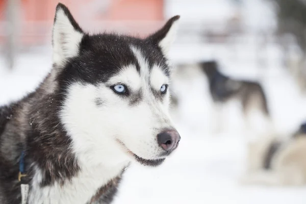 Siberian Husky hundar i snön — Stockfoto