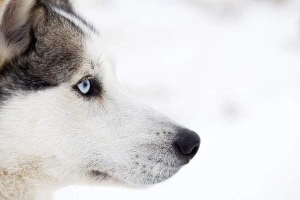 Retrato de perro Husky —  Fotos de Stock