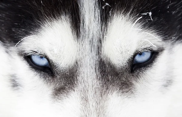 Close-up shot of husky dog blue eyes — Stock Photo, Image