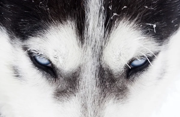 Close-up shot van husky hond blauwe ogen — Stockfoto