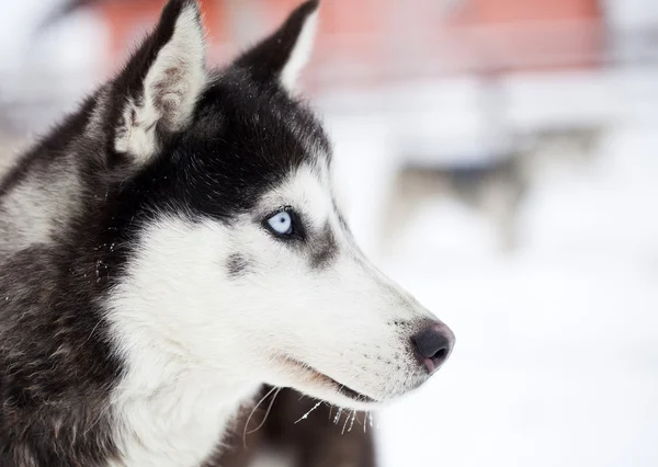 Perros Husky siberianos en la nieve —  Fotos de Stock