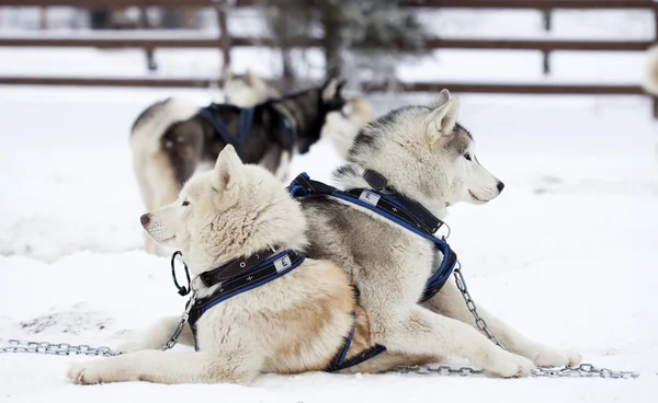 Siberian Husky dogs in the snow — Stock Photo, Image